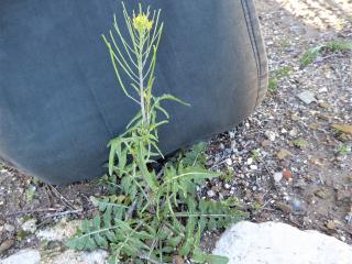 Img.VTax997.Ex2.Img7