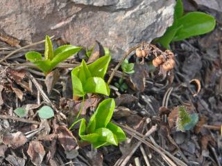 Img.Vtax2139.Ex2.Img1
