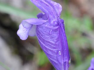 Img.Vtax2460.Ex2.Img6