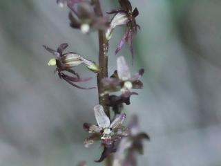 Img.Vtax4230.Ex3.Img3