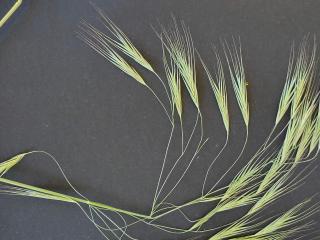 VTax3957.Ex1.Img1