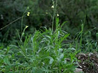 VTax1033.imgprincipal