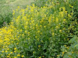 VTax1068.imgprincipal