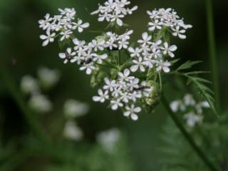 VTax1516.imgprincipal