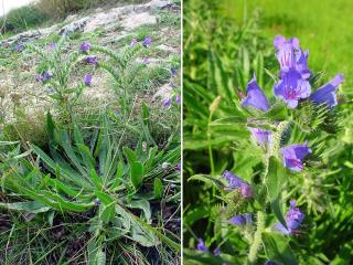 VTax2341.imgprincipal