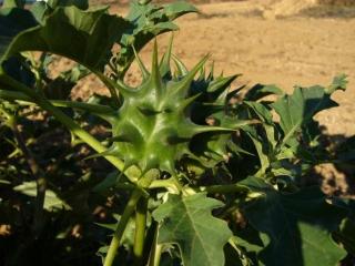 VTax2572.imgprincipal