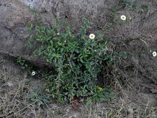 VTax3001.imgprincipal