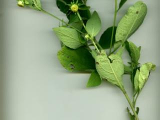 VTax3056.imgprincipal