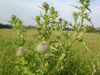 VTax3218.imgprincipal