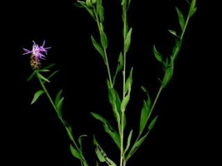 VTax3255.imgprincipal