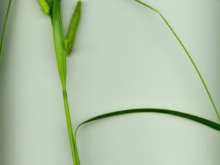 VTax3808.imgprincipal