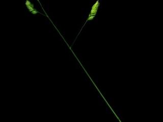 VTax3923.imgprincipal