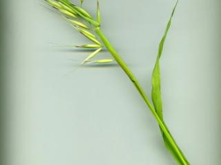 VTax4007.imgprincipal