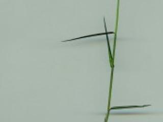 VTax4150.imgprincipal