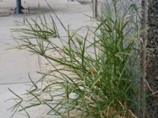 VTax4162.imgprincipal