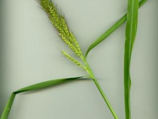 VTax4177.imgprincipal