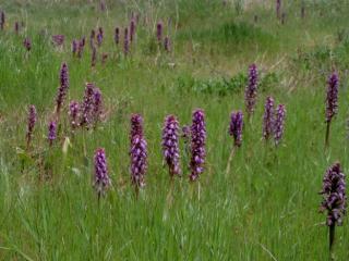 VTax4284.imgprincipal