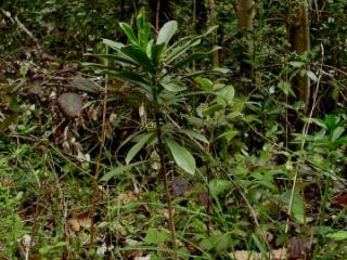 VTax925.imgprincipal