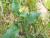 Img.VTax1025.Ex1.Img5