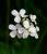 Img.VTax1057.Ex1.Img1
