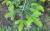 Img.VTax115.Ex2.Img1