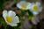 Img.VTax1233.Ex2.Img1