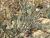 Img.VTax1258.Ex1.Img4
