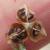 Img.VTax1265.Ex4.Img1