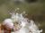 Img.VTax1268.Ex1.Img2