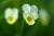 Img.VTax1306.Ex1.Img1