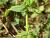 Img.VTax1322.Ex2.Img2