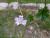 Img.VTax1337.Ex1.Img2