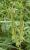 Img.VTax1394.Ex3.Img1