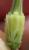 Img.VTax1394.Ex4.Img1