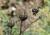 Img.VTax1438.Ex1.Img1