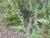Img.VTax1438.Ex1.Img4
