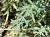 Img.VTax1438.Ex1.Img7