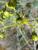 Img.VTax1438.Ex2.Img1