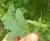 Img.VTax1444.Ex1.Img3