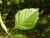 Img.VTax1451.Ex1.Img6