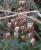 Img.VTax1452.Ex1.Img1