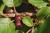 Img.VTax1484.Ex3.Img1