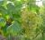 Img.VTax1487.Ex2.Img1