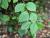 Img.VTax1493.Ex1.Img1