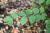 Img.VTax1493.Ex1.Img2