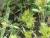 Img.VTax1570.Ex1.Img3