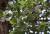 Img.VTax1643.Ex1.Img2