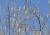 Img.VTax1643.Ex2.Img2