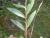 Img.VTax1682.Ex1.Img2