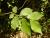 Img.VTax1697.Ex1.Img1